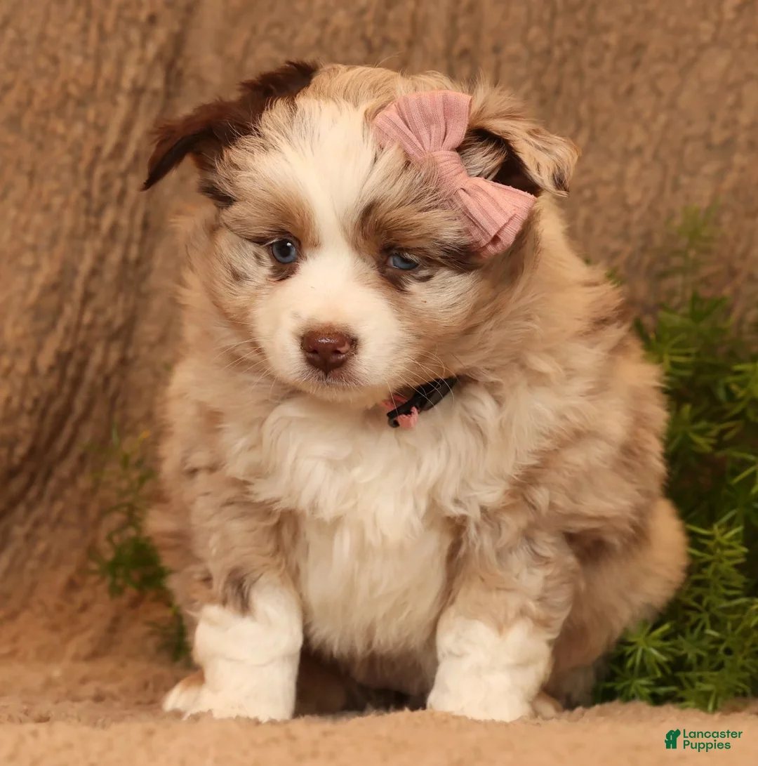 Miniature Australian Shepherd dogs for sale: Callie - Ad 9