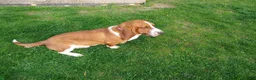 Beabull dogs for sale: Tank - Ad 20