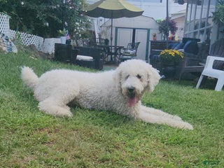 Goldendoodle dogs - Ad 38