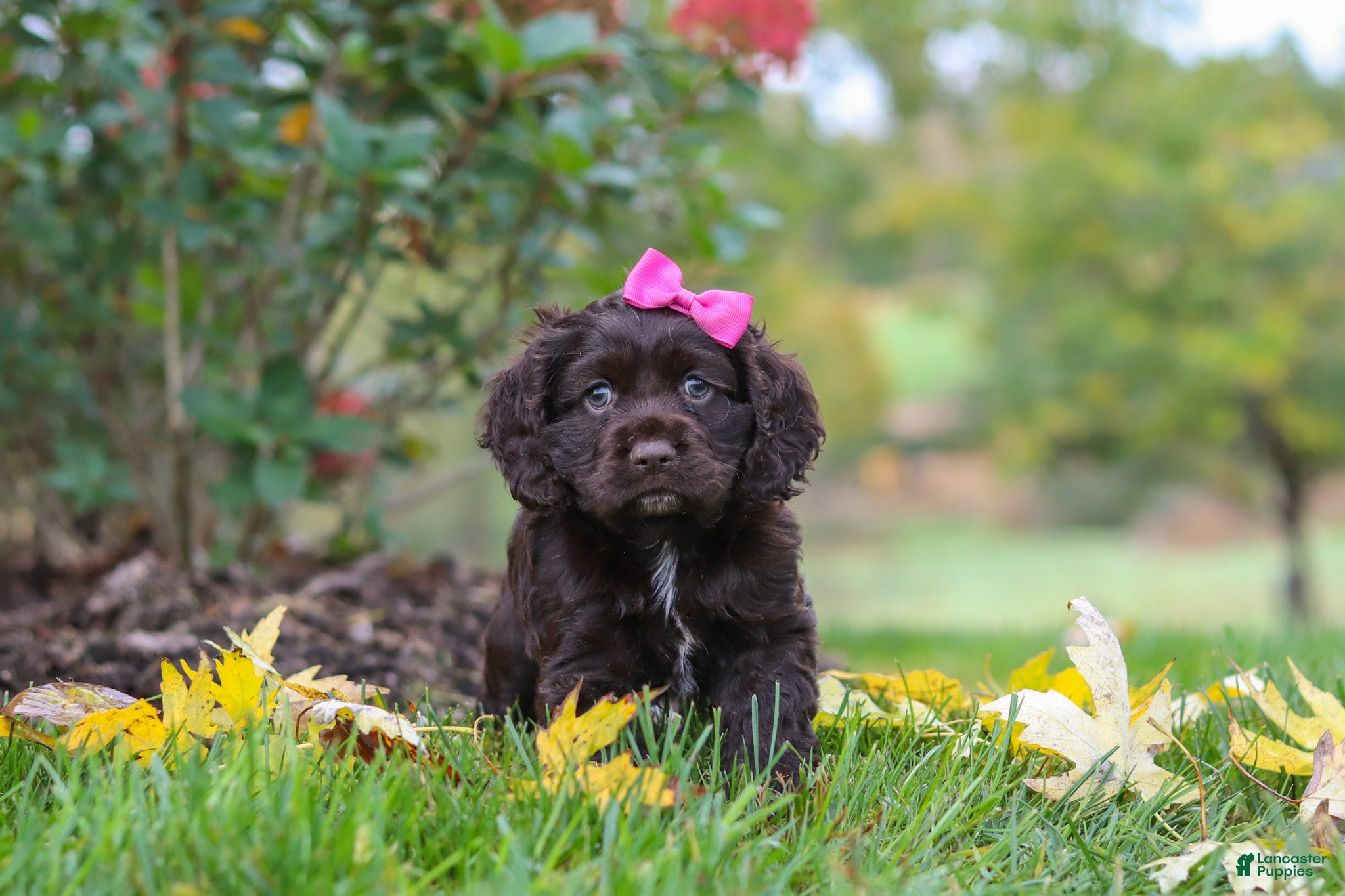 Cocker Spaniel dogs Autumn - Ad 1