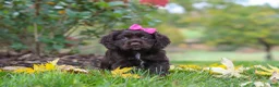 Cocker Spaniel dogs for sale: Autumn - Ad 1