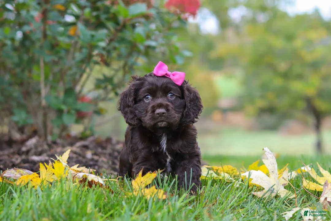 Cocker Spaniel dogs for sale: Autumn - Ad 1