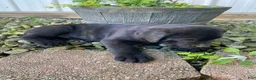 Cane Corso dogs for sale: Jayce - Ad 6