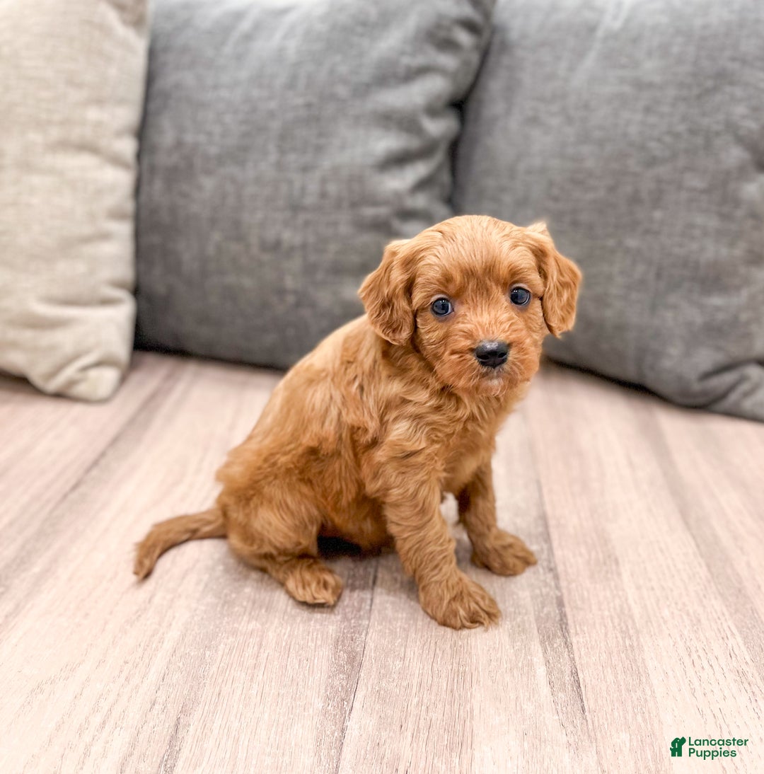 Cavapoo dogs for sale: Rudolf - Ad 3
