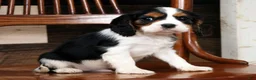 Cavalier King Charles Spaniel dogs for sale: Shawn - Ad 2