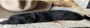 Dakota-Female
