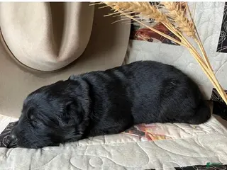 German Shepherd dogs Dakota-Female - Ad 1