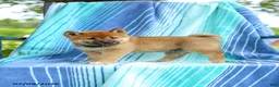 Shiba Inu dogs for sale: Peter - Ad 5