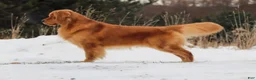 Golden Retriever dogs for sale: Blue Male - Ad 4