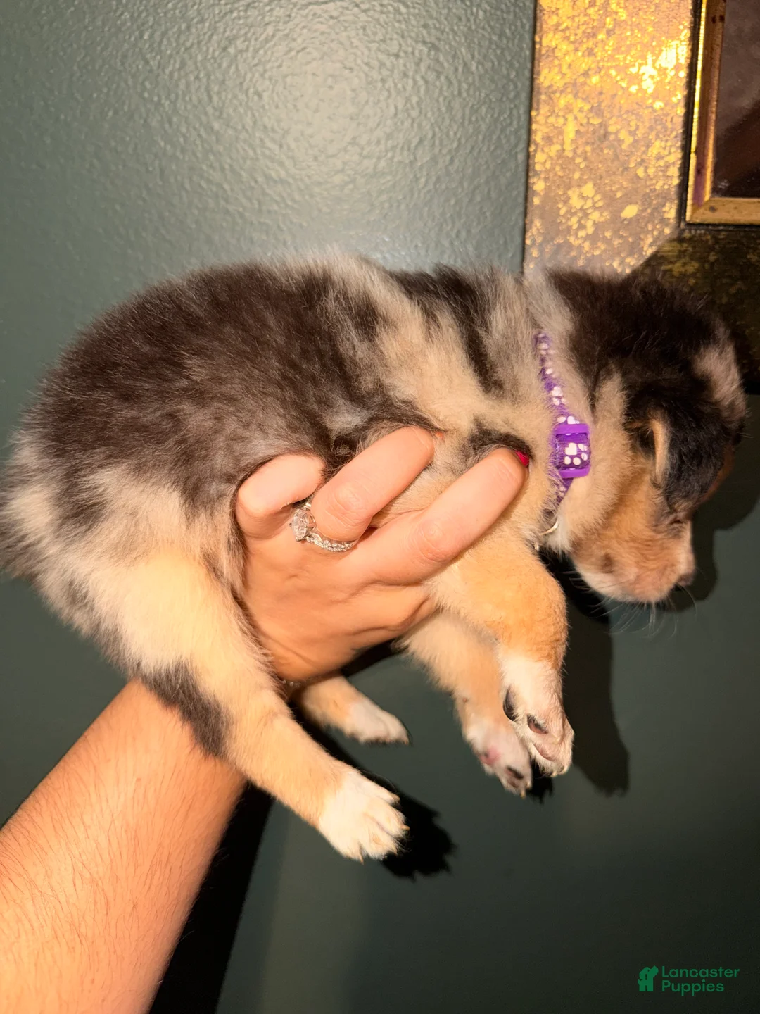 Australian Shepherd dogs for sale: Purple  - Ad 3