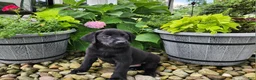 Labrador Retriever dogs for sale: Buddy - Ad 3