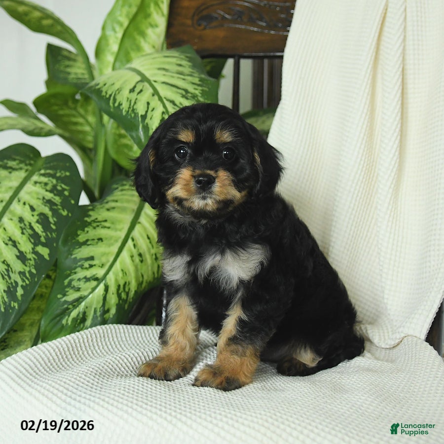 Cavapoo dogs Romeo - Ad 2