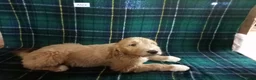 Mixed Breed dogs for sale: Alex  - Ad 5