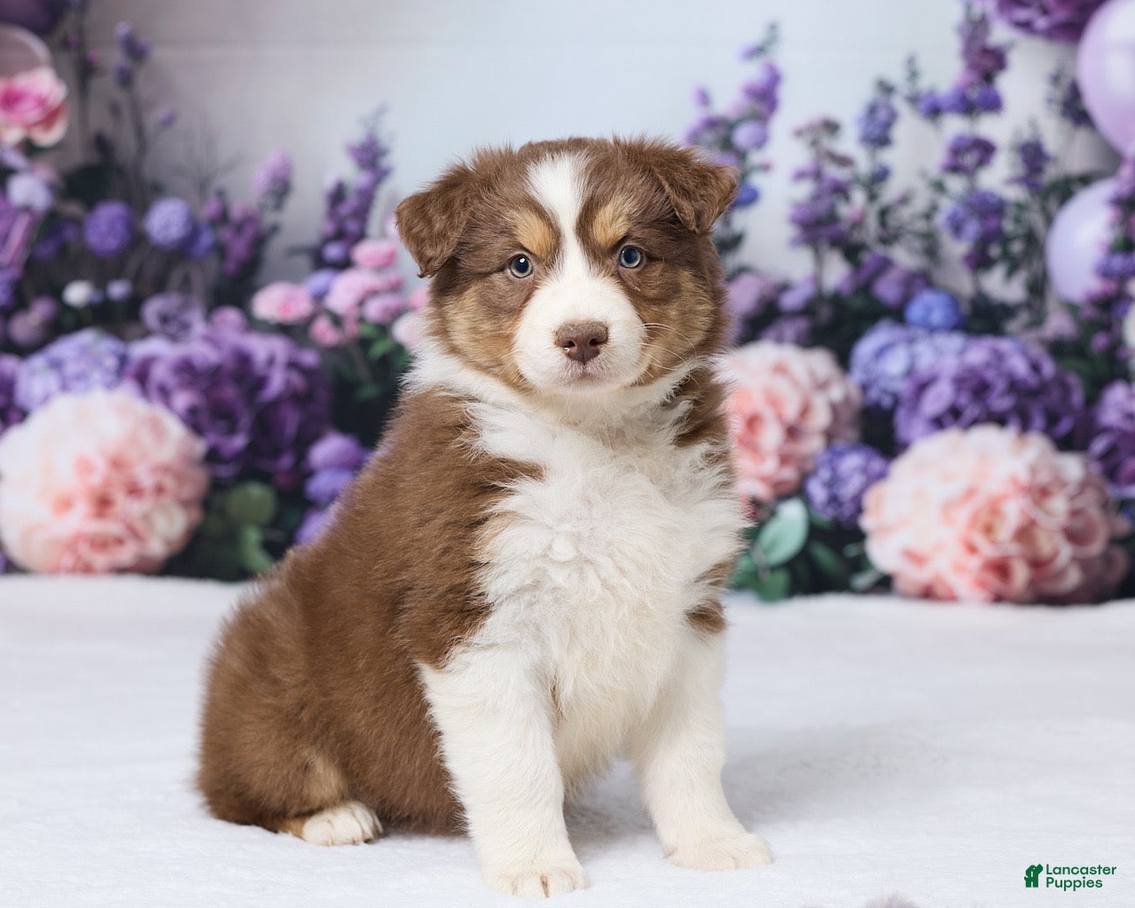 Australian Shepherd dogs CeCe - Ad 2