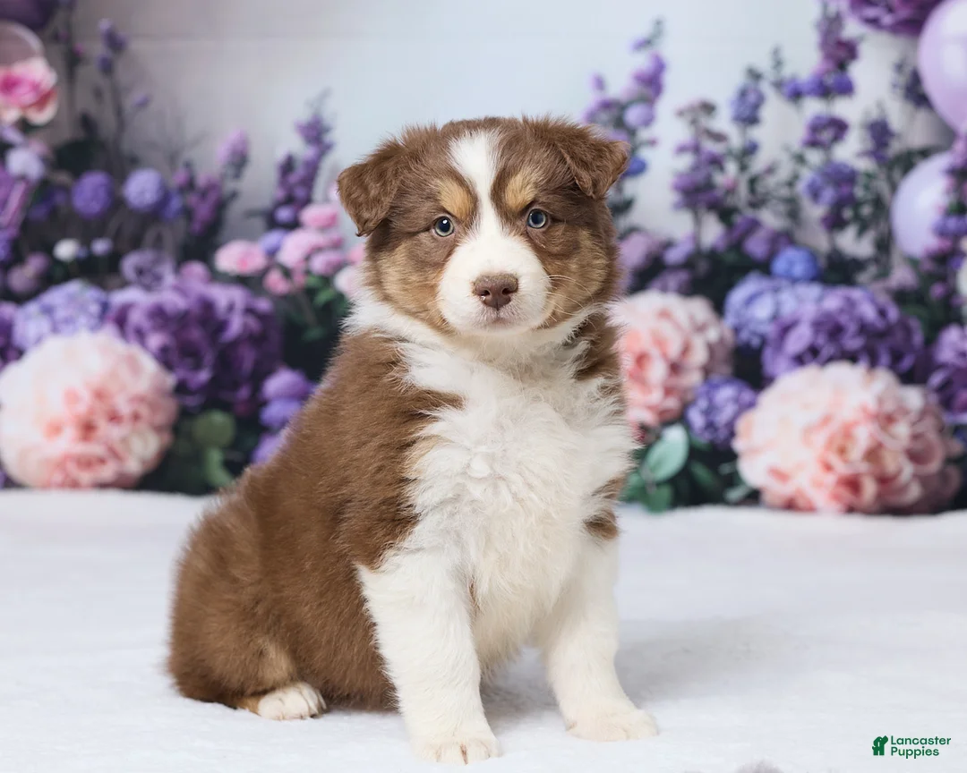 Australian Shepherd dogs for sale: CeCe - Ad 2
