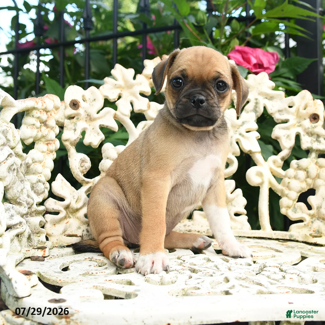 Jug dogs for sale: Patty - Ad 1