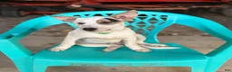 Mixed Breed dogs for sale: Bluebell  - Ad 4