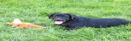 Labrador Retriever dogs for sale: Shawn - Ad 3