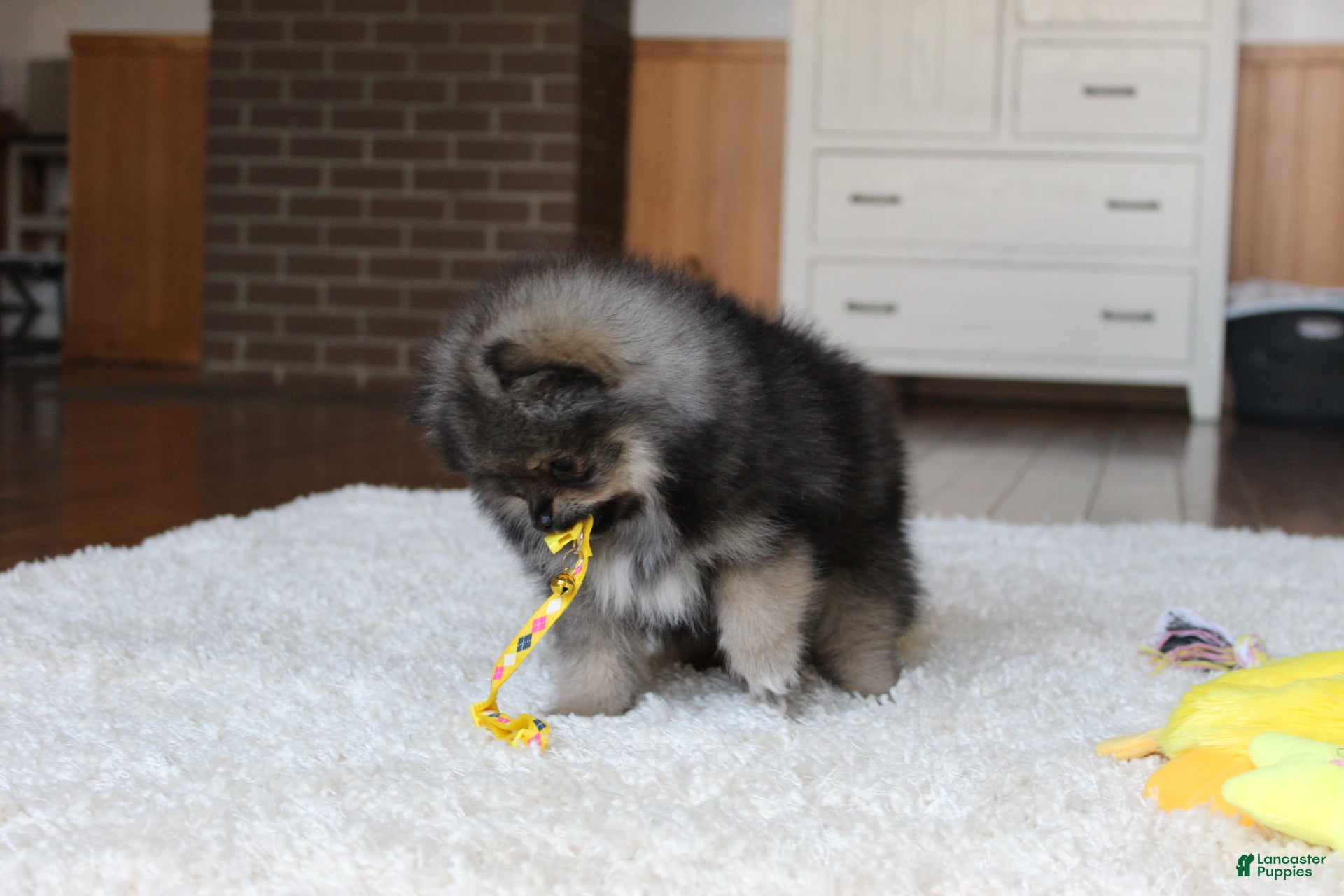 Pomeranian dogs Donald - Ad 1