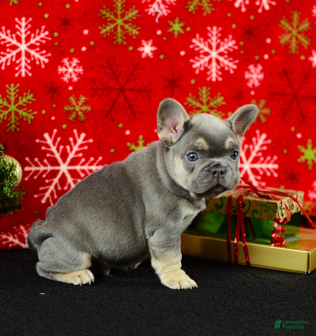French Bulldog dogs for sale: Willie - Ad 6