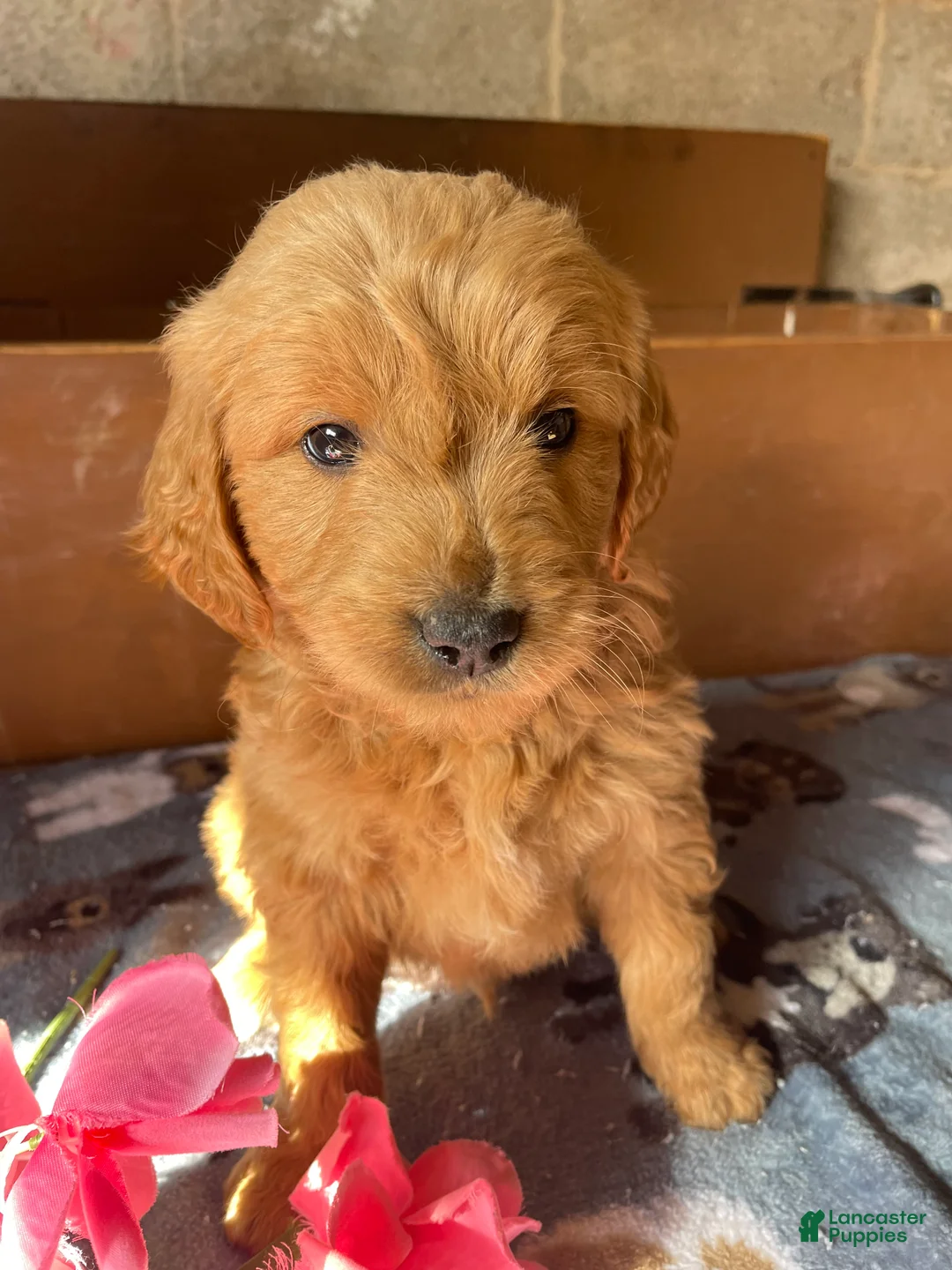 Mini Goldendoodle dogs for sale: Bryce - Ad 3