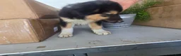 Border Collie dogs for sale: Rusty - Ad 4