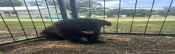 Mixed Breed dogs for sale: Tuff  - Ad 1