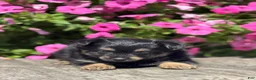 Mixed Breed dogs for sale: Lilly - Ad 3