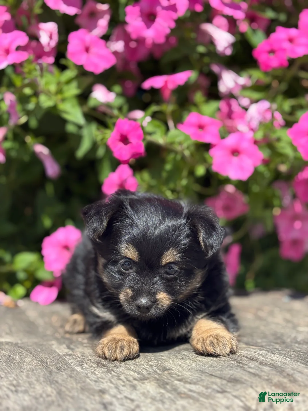 Mixed Breed dogs for sale: Lilly - Ad 3