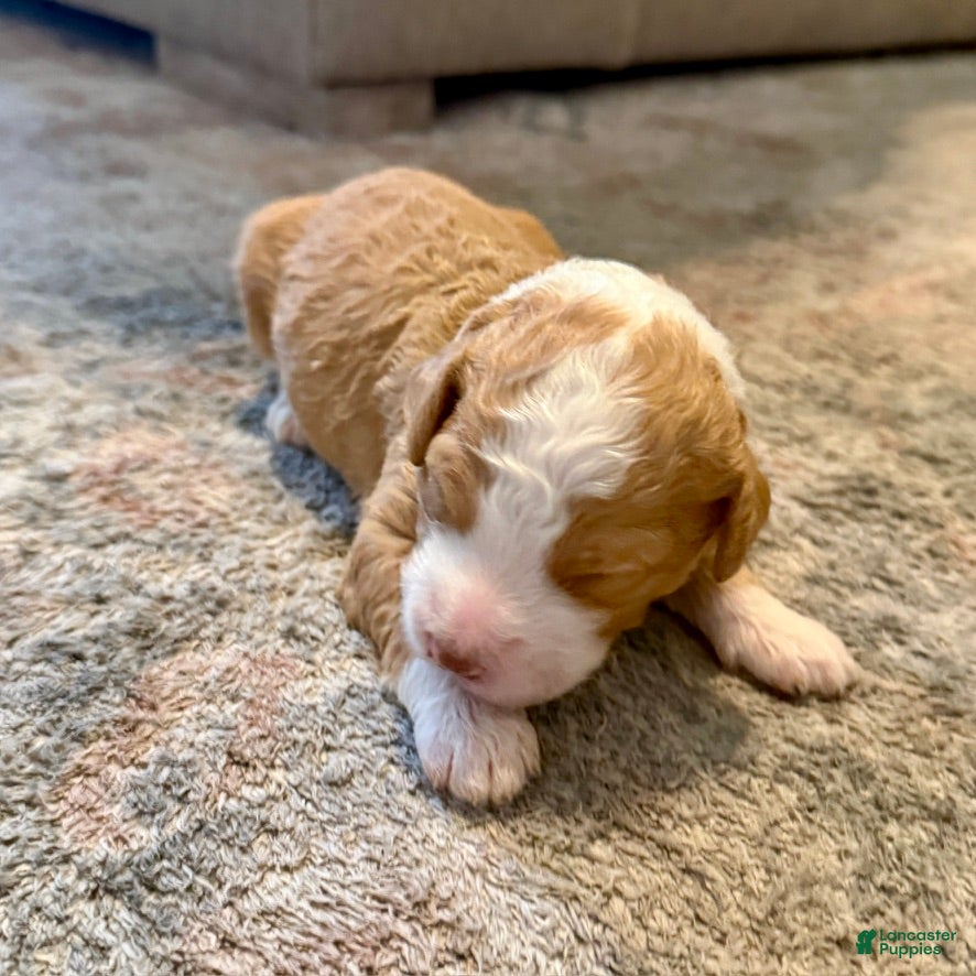 Bernedoodle dogs Pumpkin - Ad 1