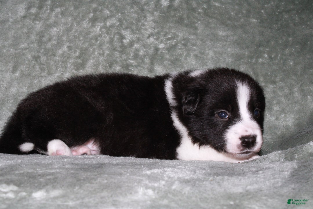 Mixed Breed dogs for sale: Indigo - Ad 2