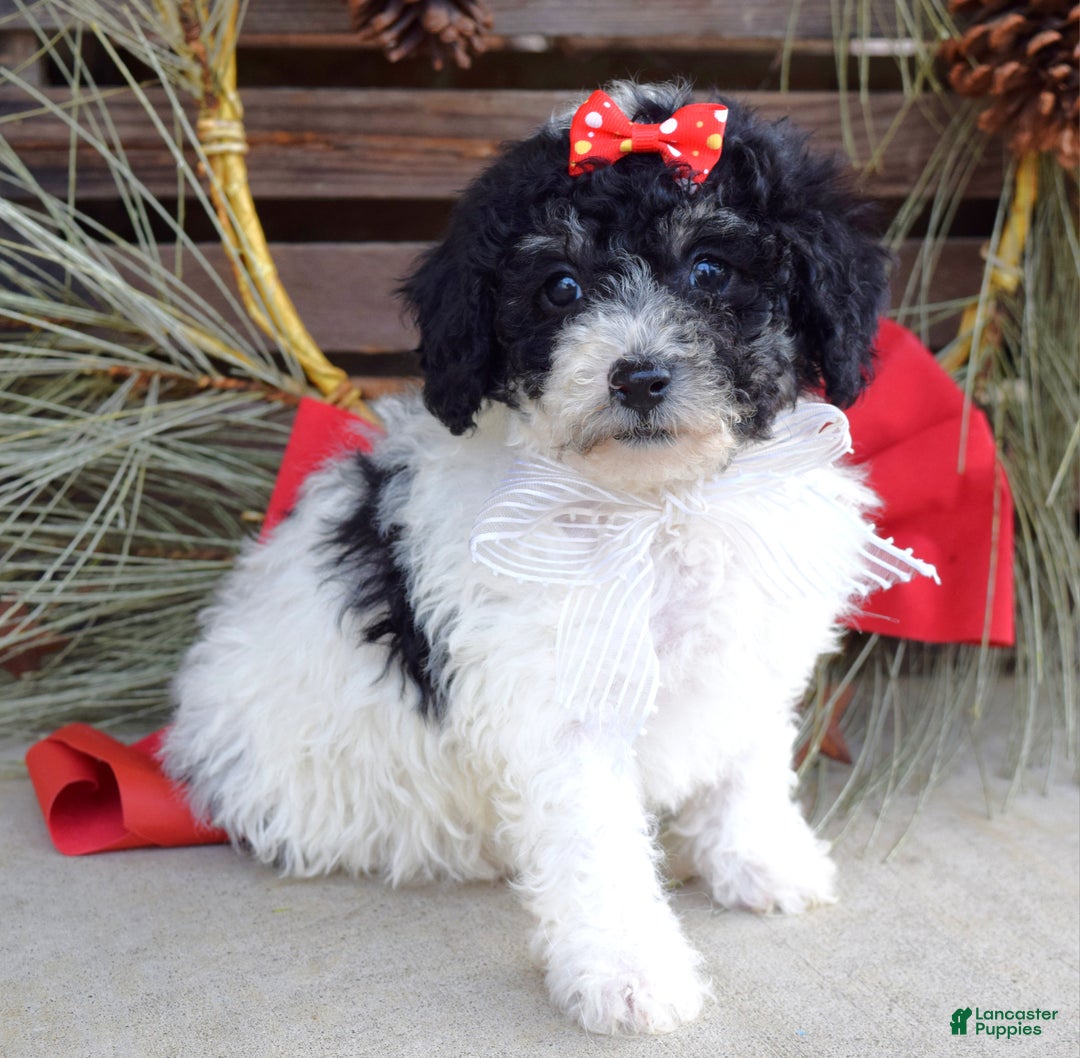 Bichpoo dogs for sale: Lola - Ad 4