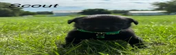 Labrador Retriever dogs for sale: scout - Ad 10