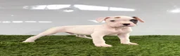 Boxer dogs for sale: Micah - Ad 1