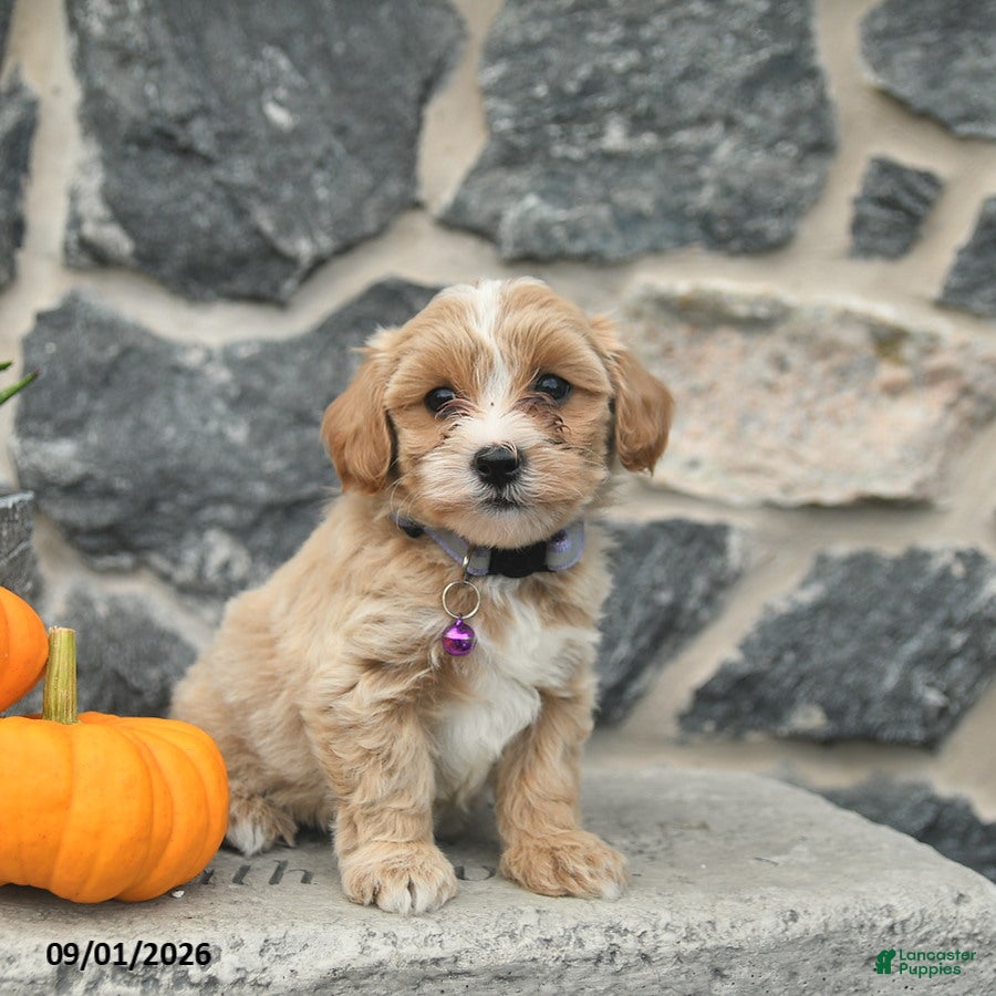 Maltipoo dogs Candy  - Ad 1