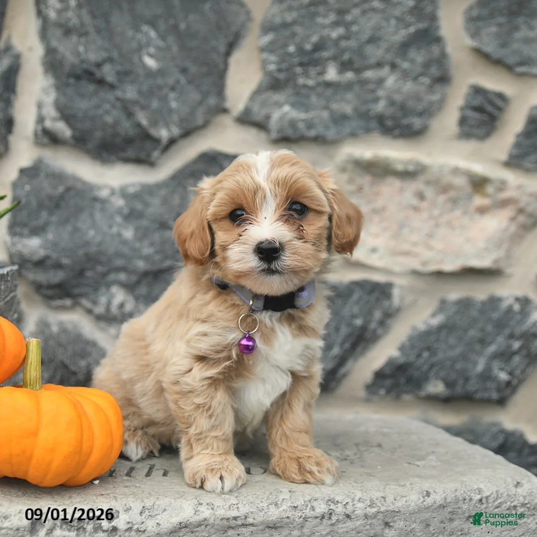 Maltipoo dogs for sale: Candy  - Ad 1