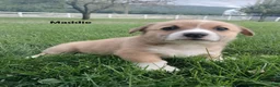 Welsh Corgi Pembroke dogs for sale: Maddie  - Ad 4
