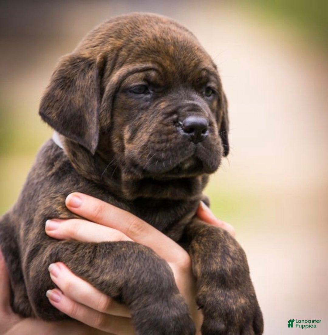 Cane Corso dogs for sale: Cane Corso Puppy 1 - Ad 1