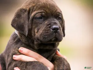 Cane Corso dogs Cane Corso Puppy 1 - Ad 23