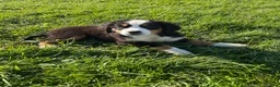 Bernese Mountain Dog dogs for sale: Phoebe - Ad 3