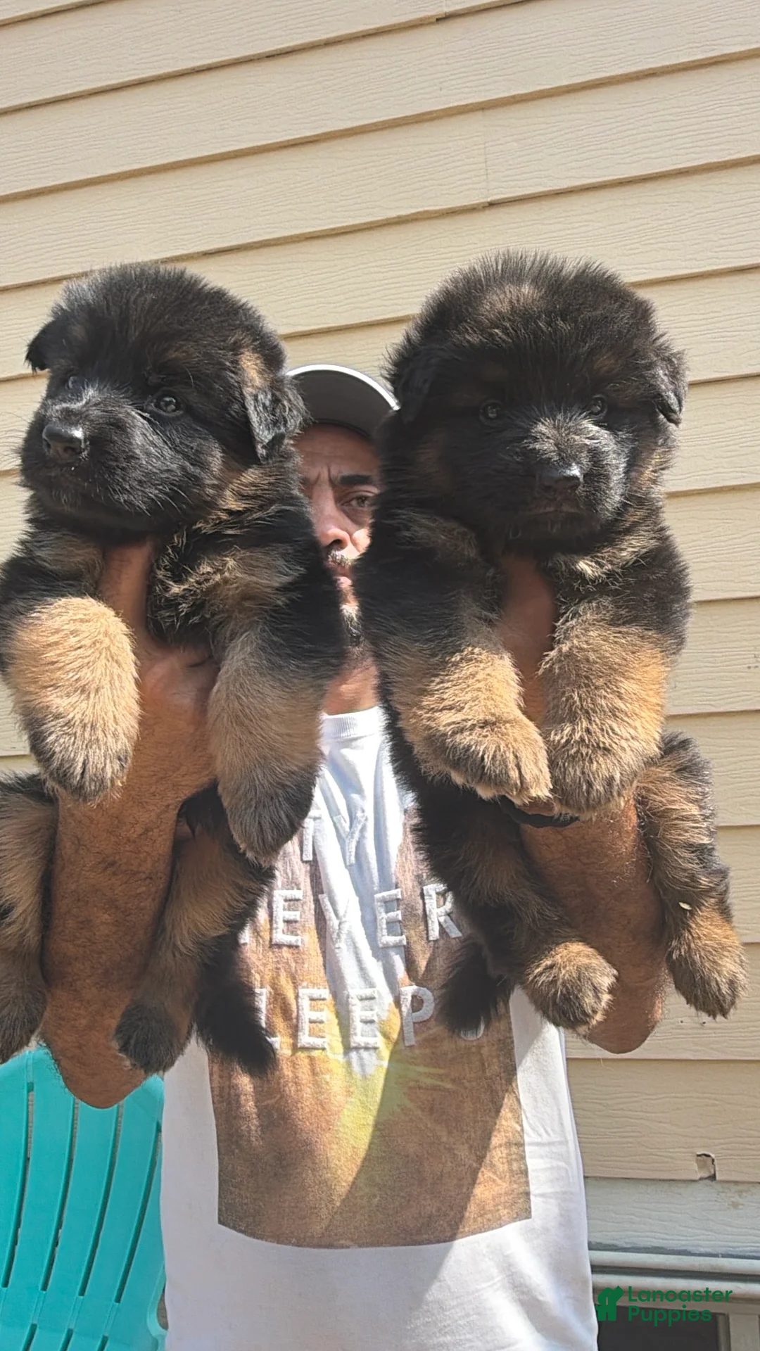 German Shepherd dogs for sale: German Shepherd 1 - Ad 1