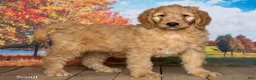 Goldendoodle dogs for sale: Scout - Ad 3