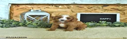 Cavapoo dogs for sale: Cappi - Ad 3
