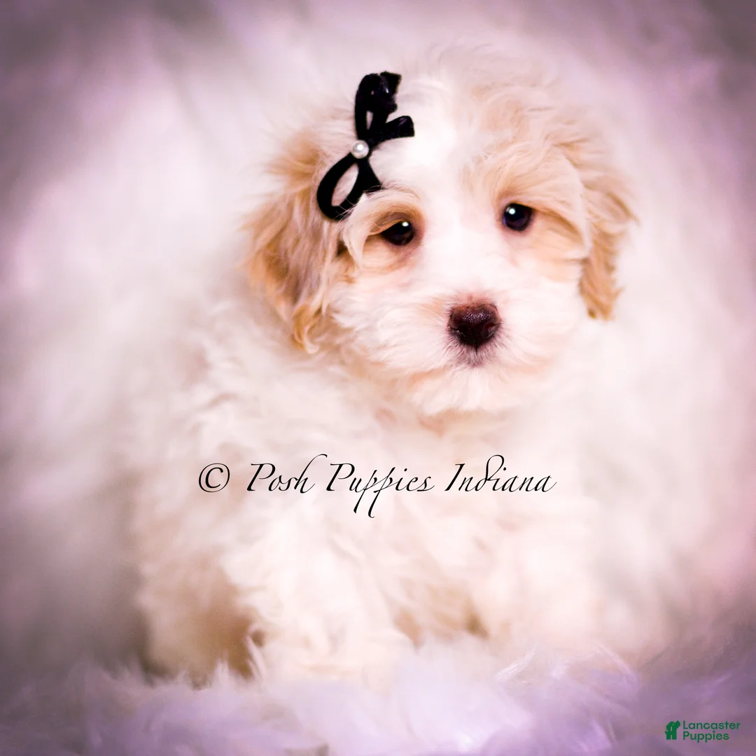 Maltipoo dogs for sale: Walnut - Ad 2