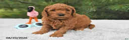Mini Goldendoodle dogs for sale: Archie  - Ad 8