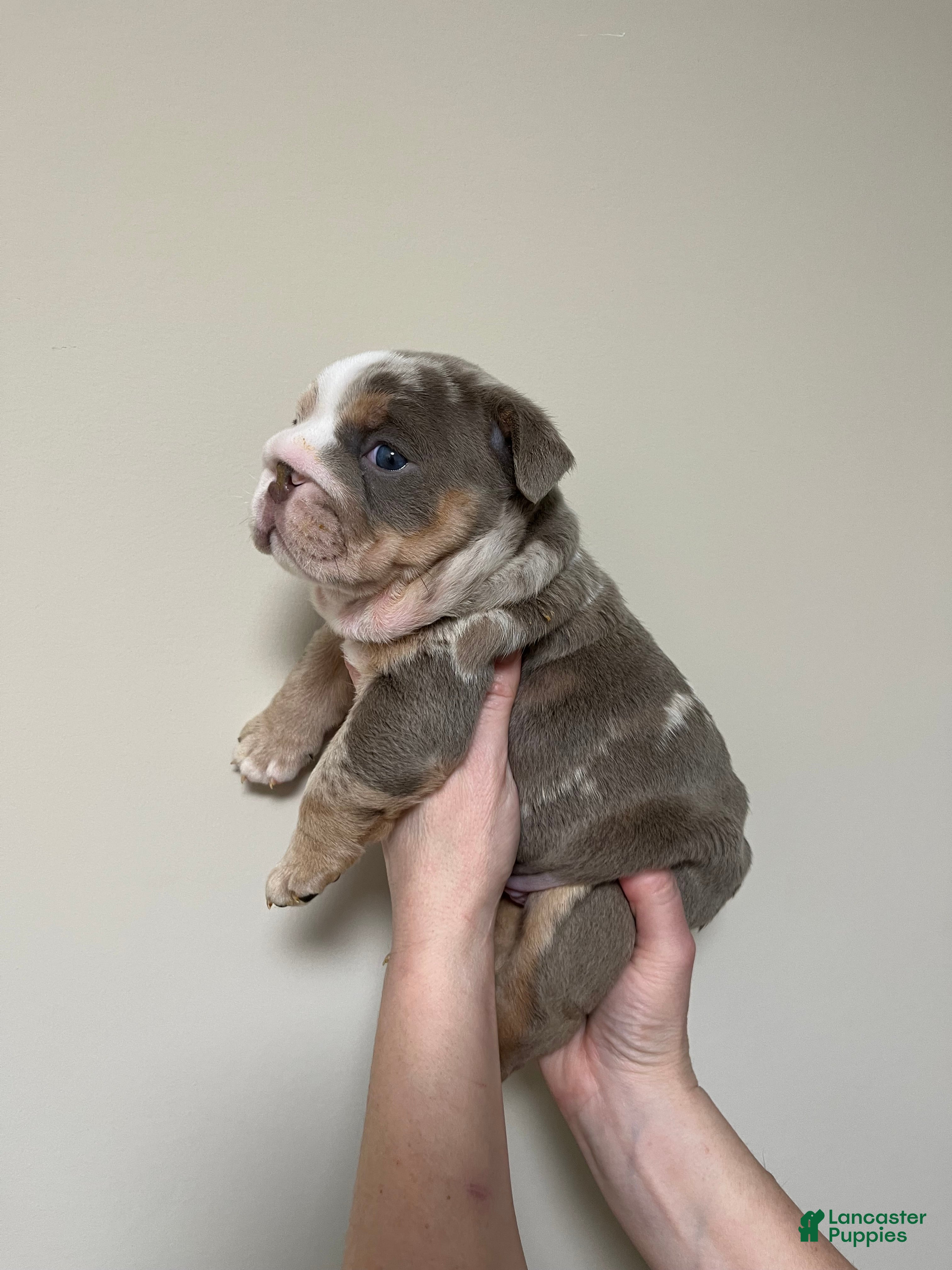 English Bulldog dogs English Bulldog Puppy 2 - Ad 2