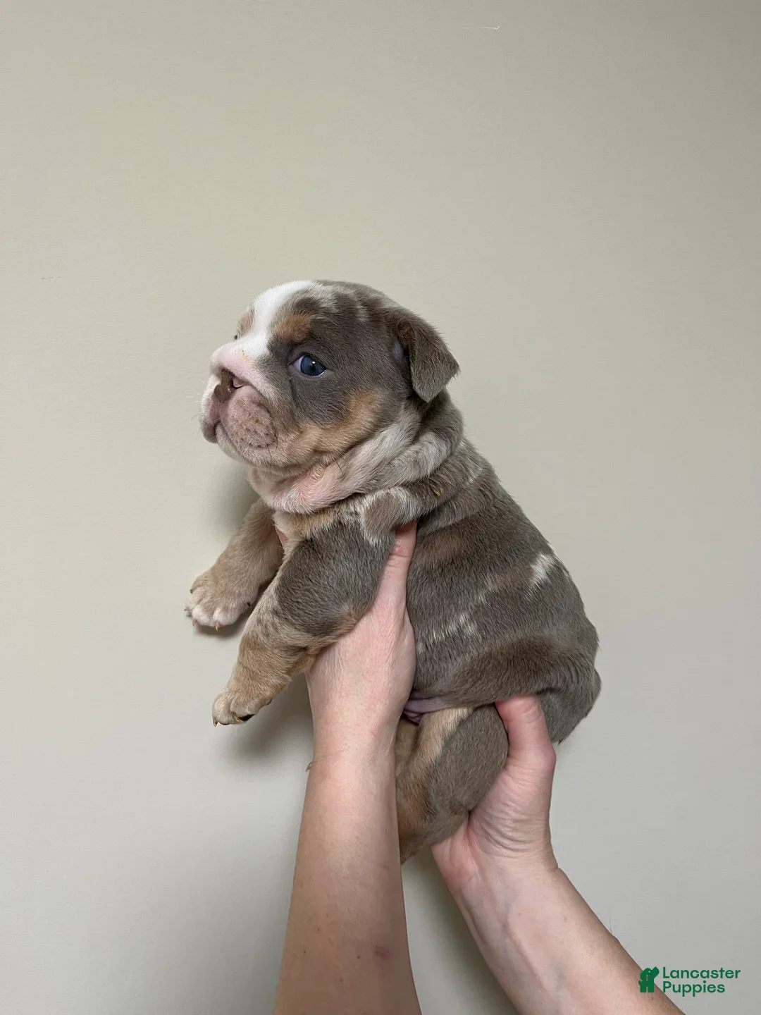 English Bulldog dogs for sale: English Bulldog Puppy 2 - Ad 2