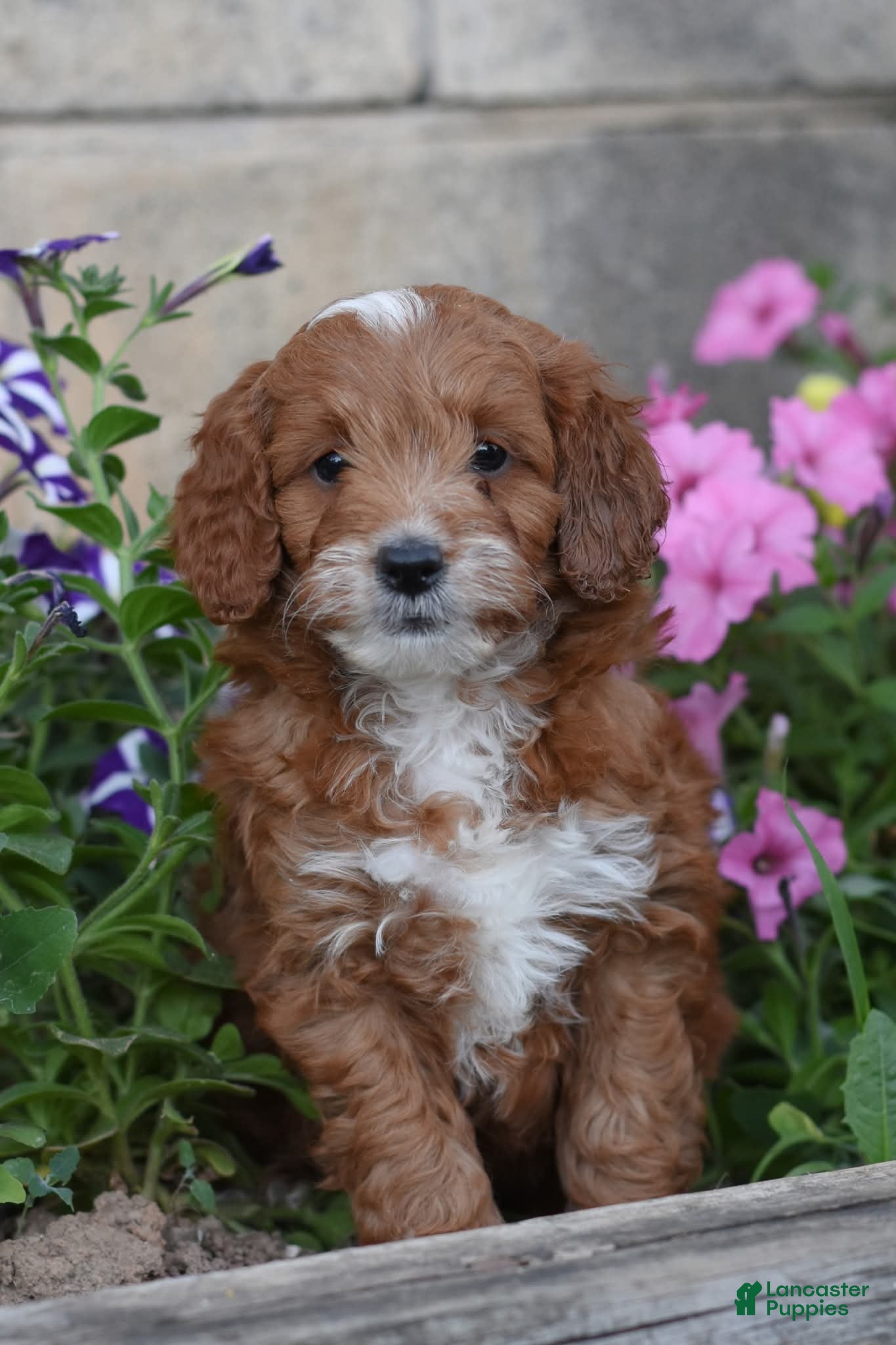 Cockapoo dogs Thorn - Ad 2