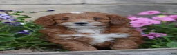 Cockapoo dogs for sale: Thorn - Ad 2