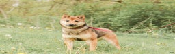 Shiba Inu dogs for sale: Topaz - Ad 6